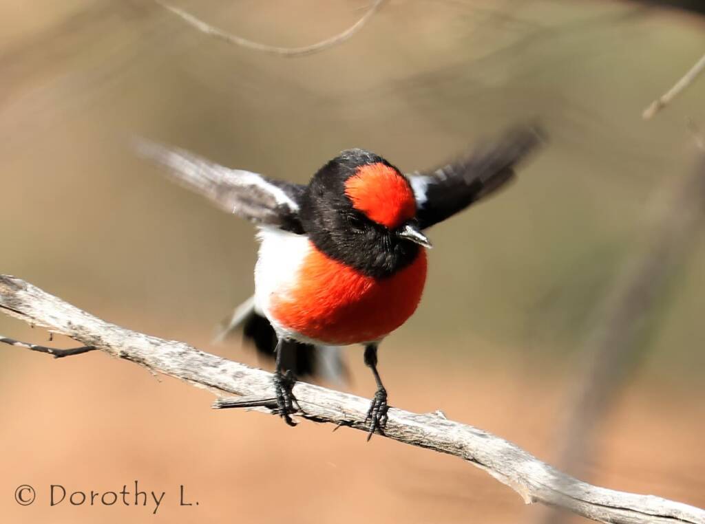 Red-capped Robin (Petroica goodenovii)
