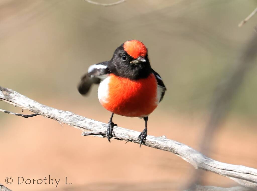 Red-capped Robin (Petroica goodenovii)