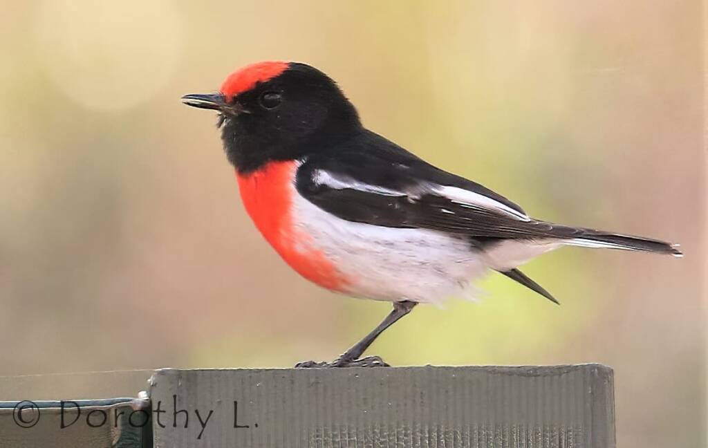 Red-capped Robin (Petroica goodenovii)