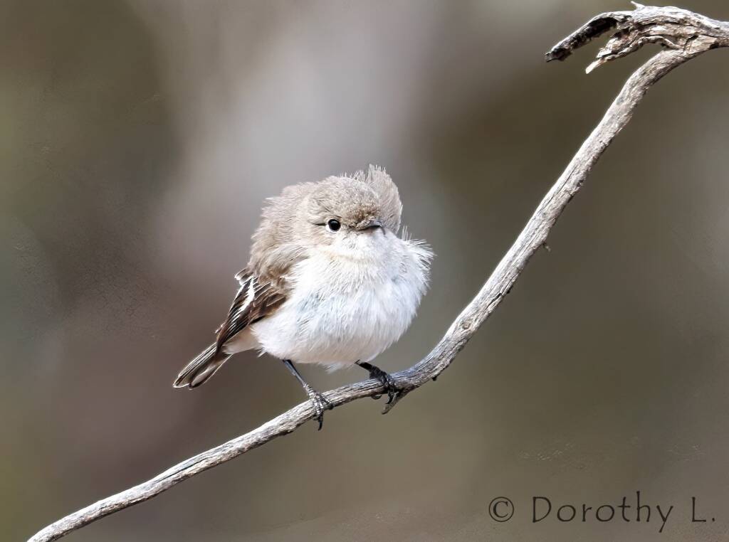 Juvenile Red-capped Robin (Petroica goodenovii)