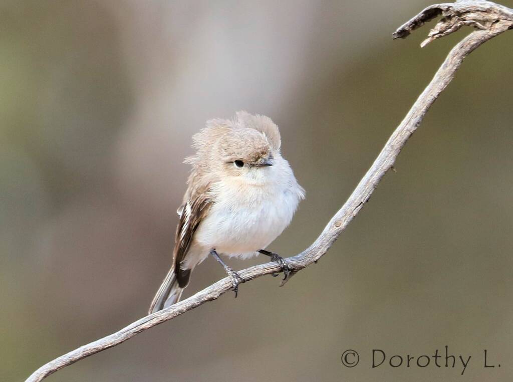 Juvenile Red-capped Robin (Petroica goodenovii)