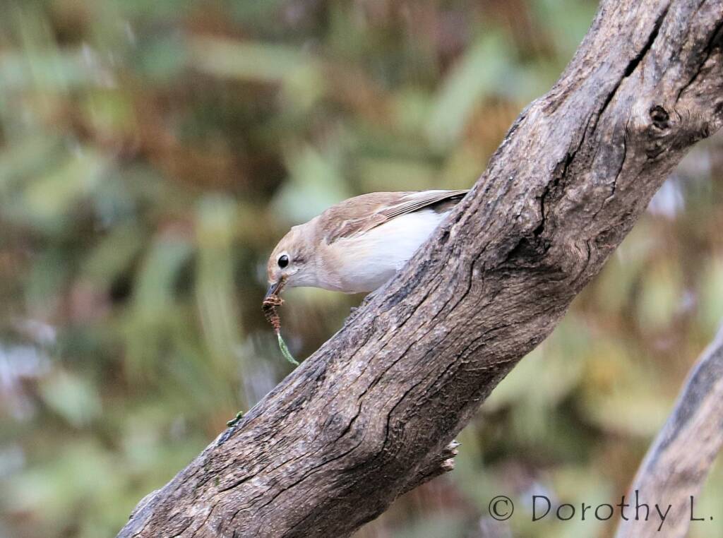 Juvenile Red-capped Robin (Petroica goodenovii)