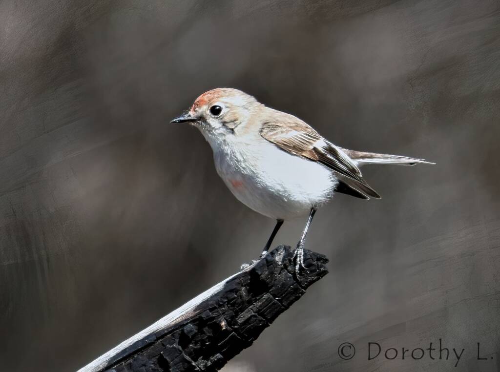 Female Red-capped Robin (Petroica goodenovii)