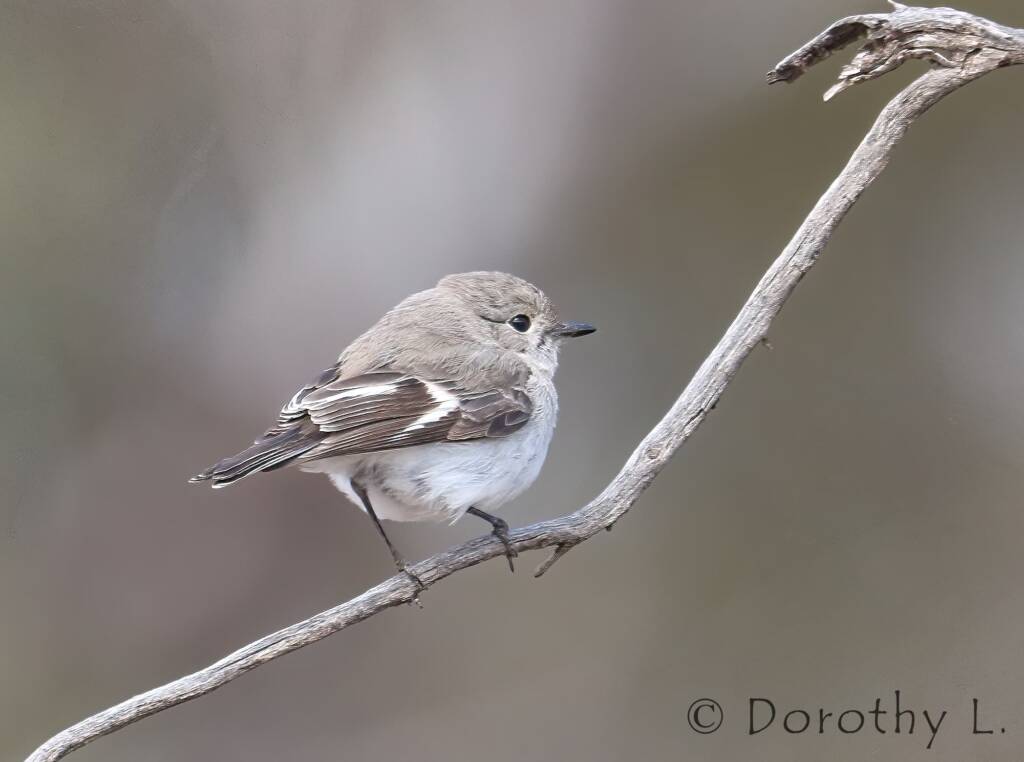 Juvenile Red-capped Robin (Petroica goodenovii)