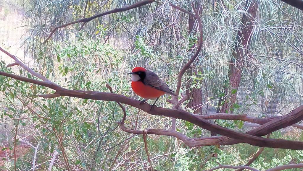 Red-capped Robin (Petroica goodenovii), Alice Springs Desert Park, NT