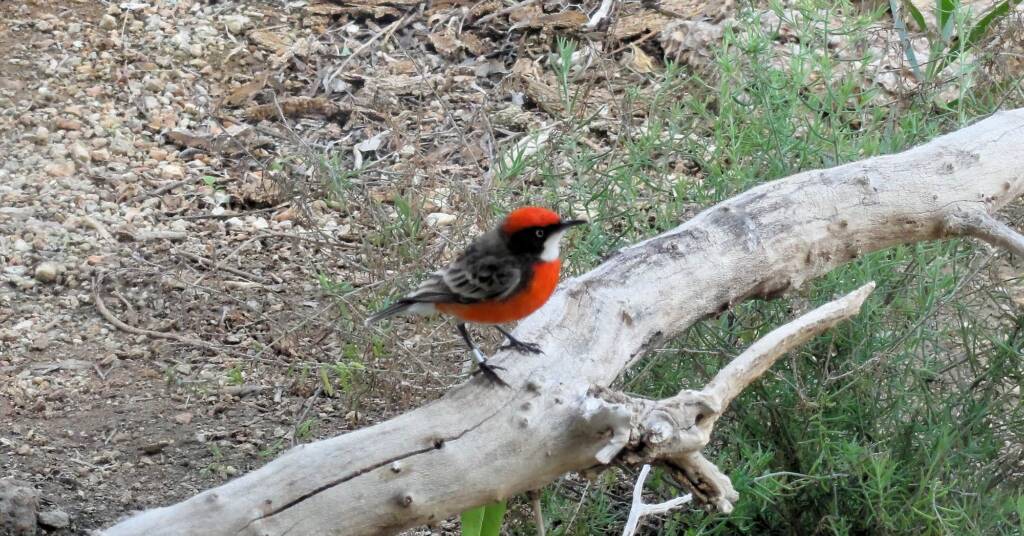 Red-capped Robin (Petroica goodenovii), Alice Springs Desert Park, NT