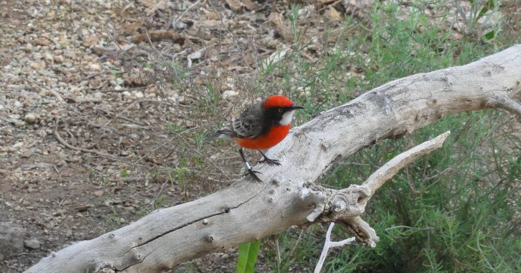 Red-capped Robin (Petroica goodenovii), Alice Springs Desert Park, NT