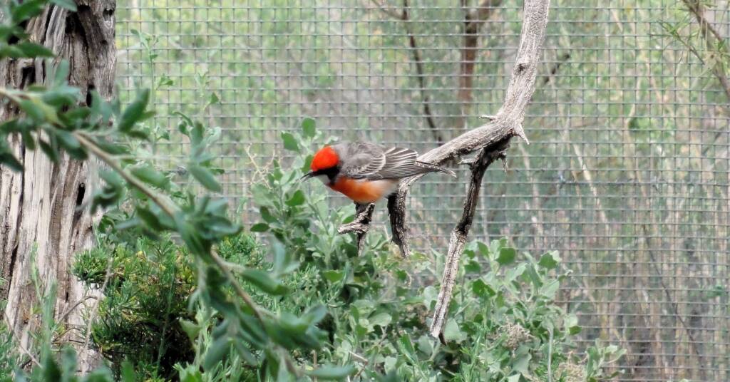 Red-capped Robin (Petroica goodenovii), Alice Springs Desert Park, NT
