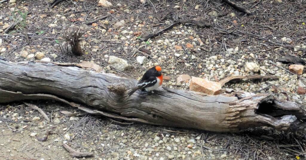 Red-capped Robin (Petroica goodenovii), Alice Springs Desert Park, NT