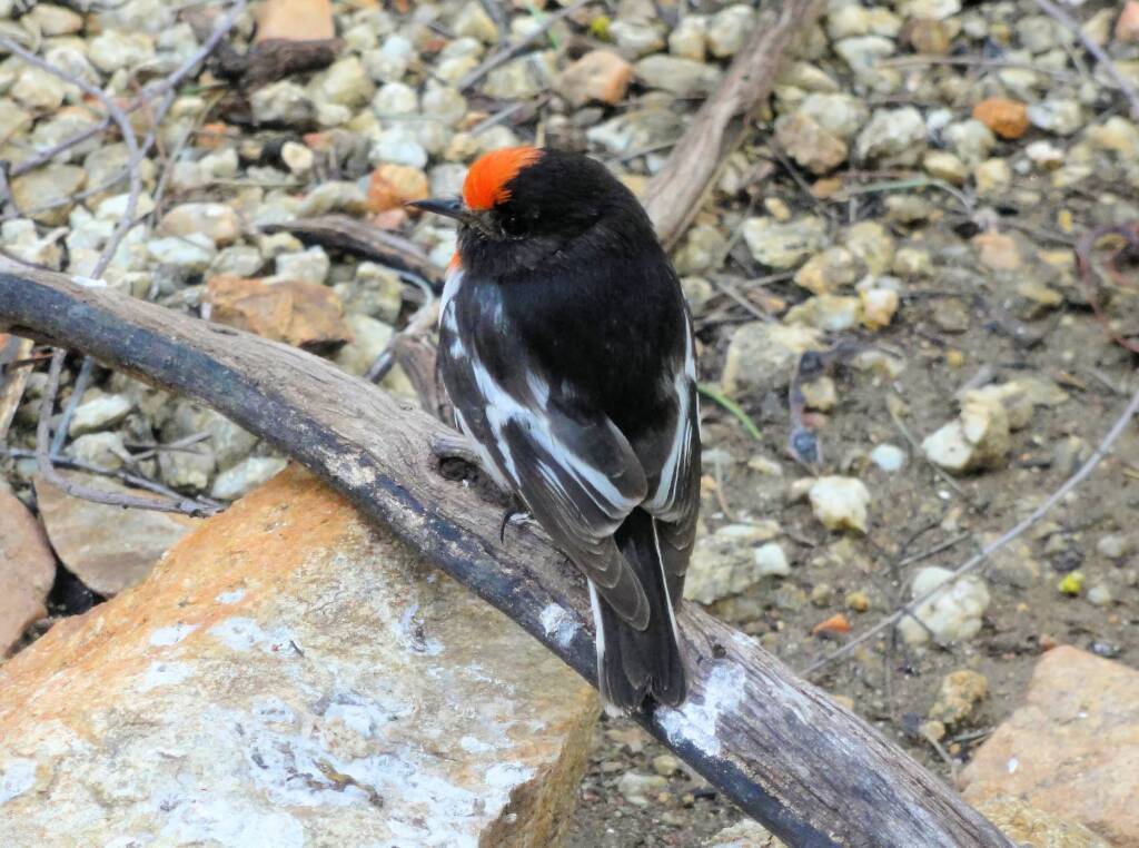 Red-capped Robin (Petroica goodenovii), Alice Springs Desert Park, NT