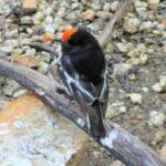 Red-capped Robin (Petroica goodenovii), Alice Springs Desert Park, NT