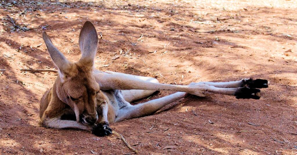 Red Kangaroos (Osphranter rufus), Alice Springs Desert Park