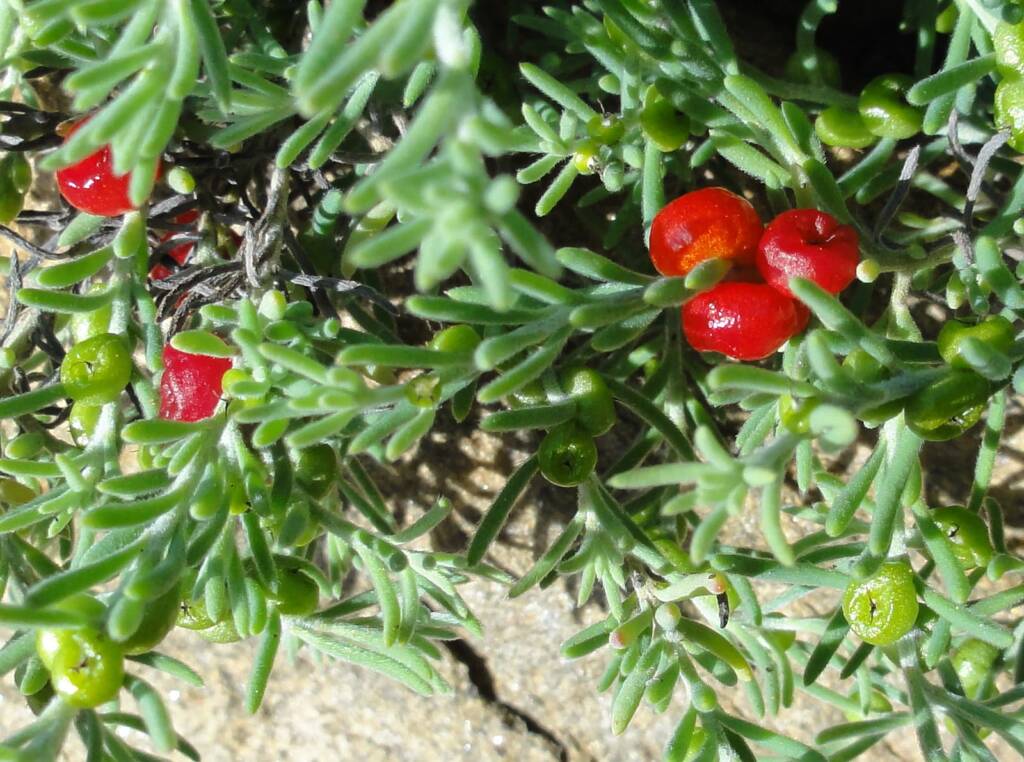Ruby Saltbush (Enchylaena tomentosa)