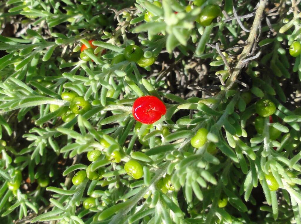 Ruby Saltbush (Enchylaena tomentosa)
