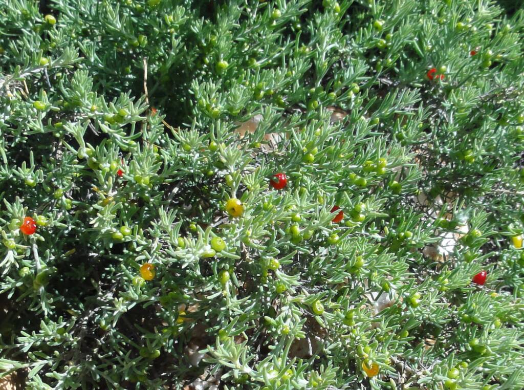 Ruby Saltbush (Enchylaena tomentosa)