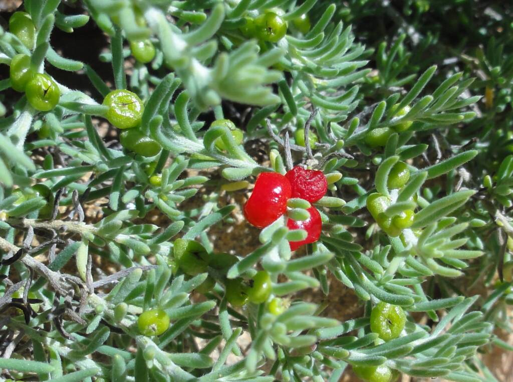 Ruby Saltbush (Enchylaena tomentosa)