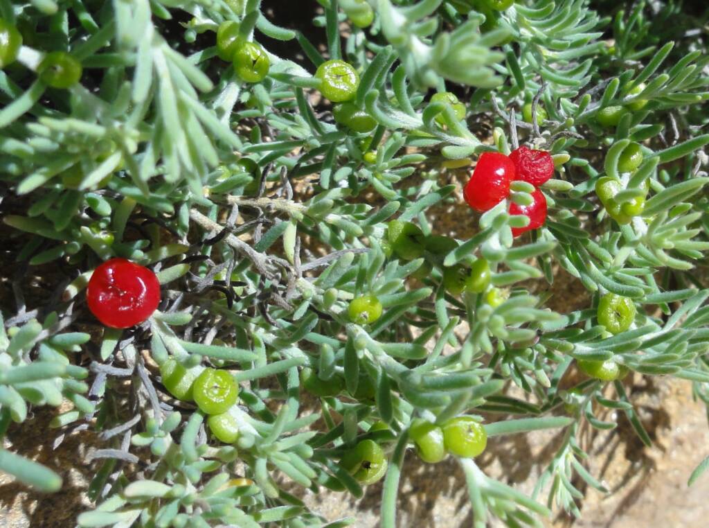 Ruby Saltbush (Enchylaena tomentosa)
