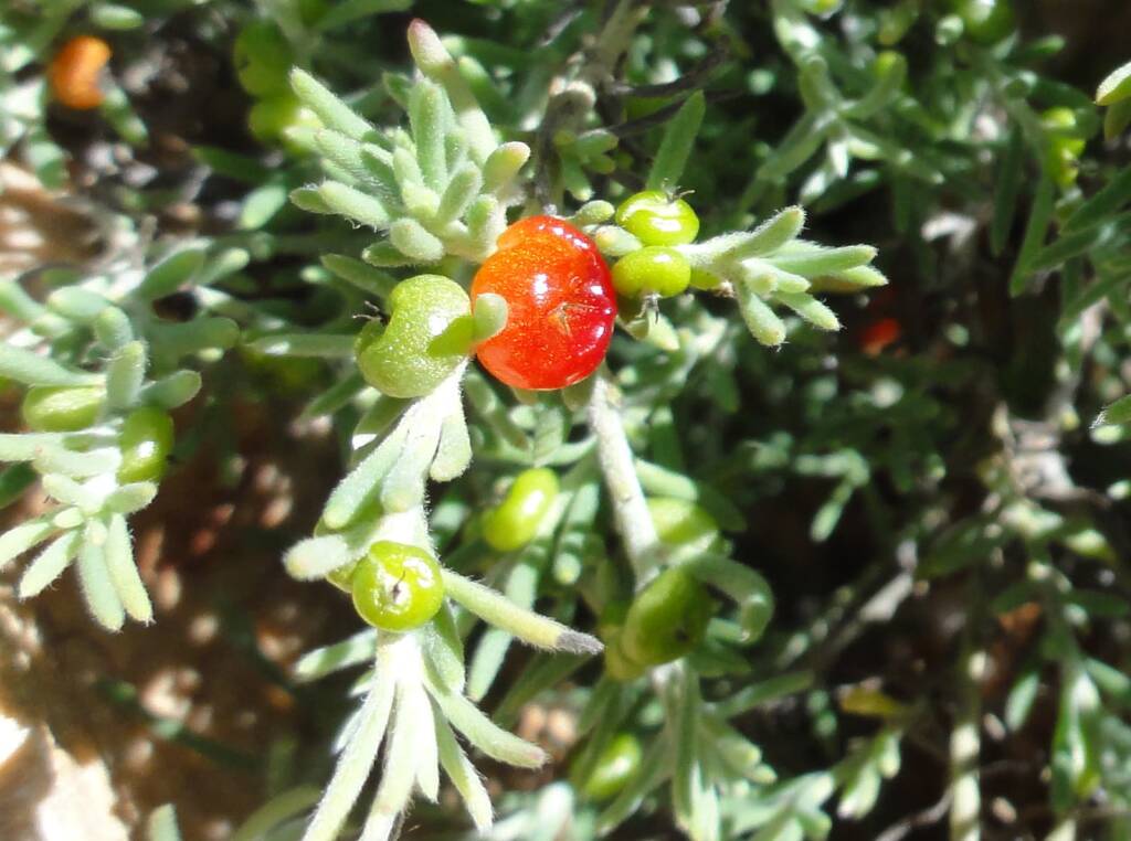 Ruby Saltbush (Enchylaena tomentosa)