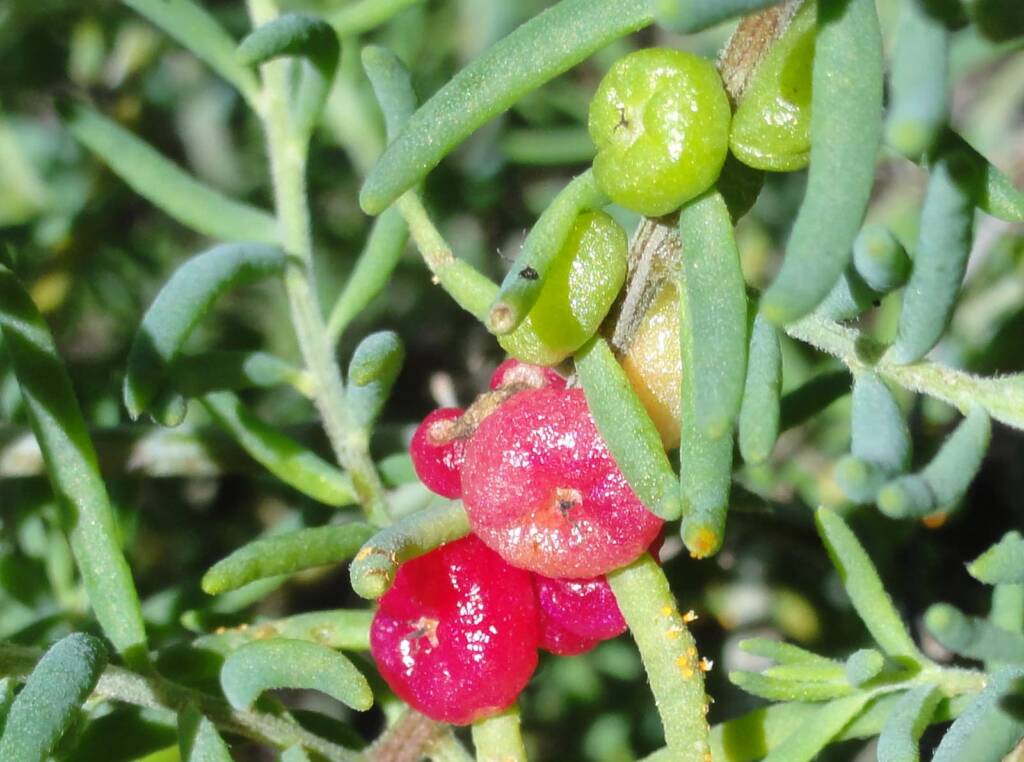 Ruby Saltbush (Enchylaena tomentosa)