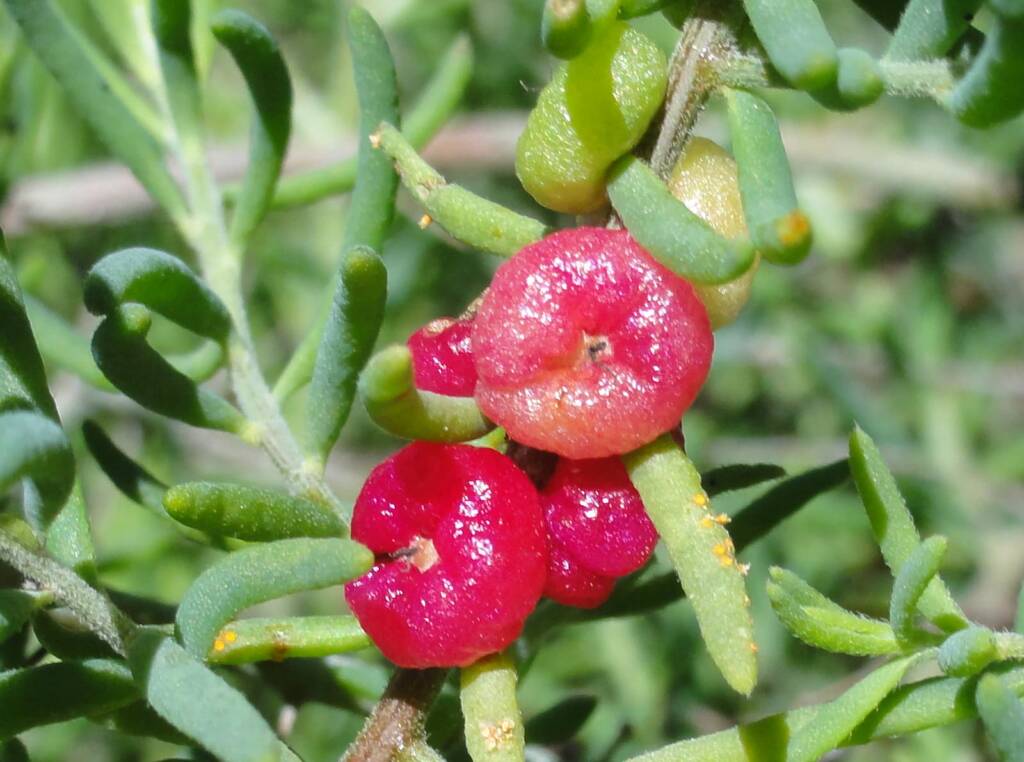 Ruby Saltbush (Enchylaena tomentosa)