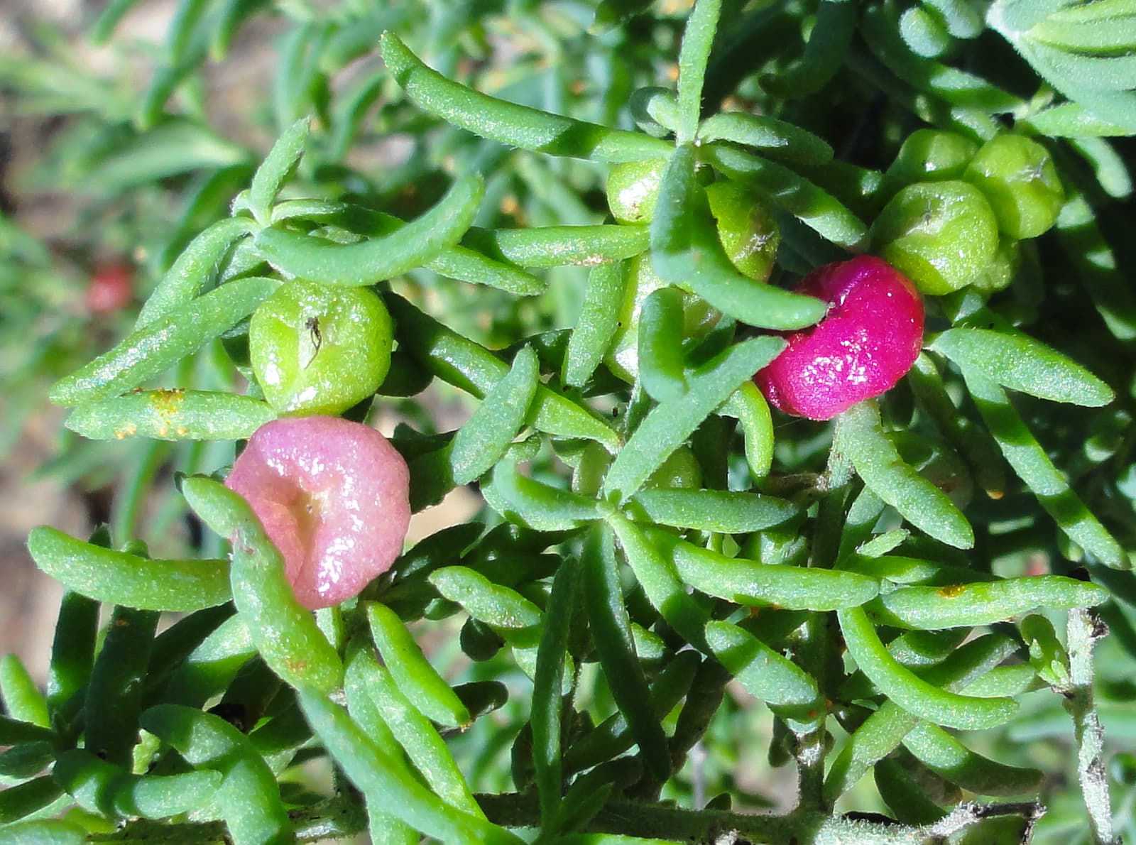Ruby Saltbush (Enchylaena tomentosa)