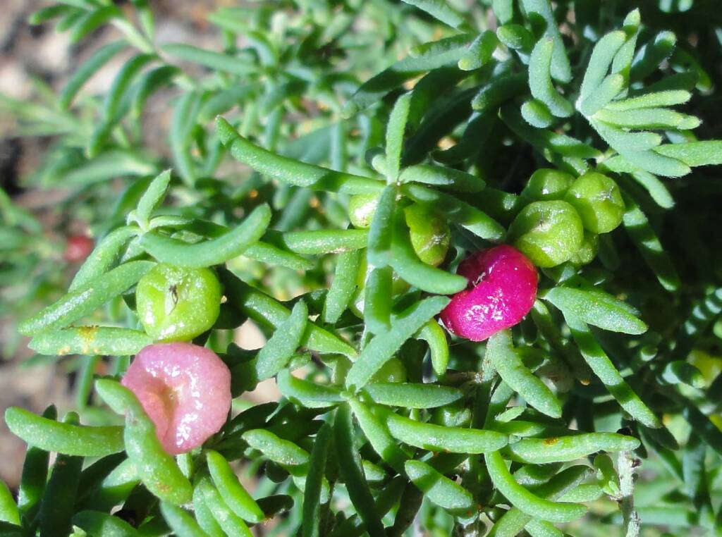 Ruby Saltbush (Enchylaena tomentosa)