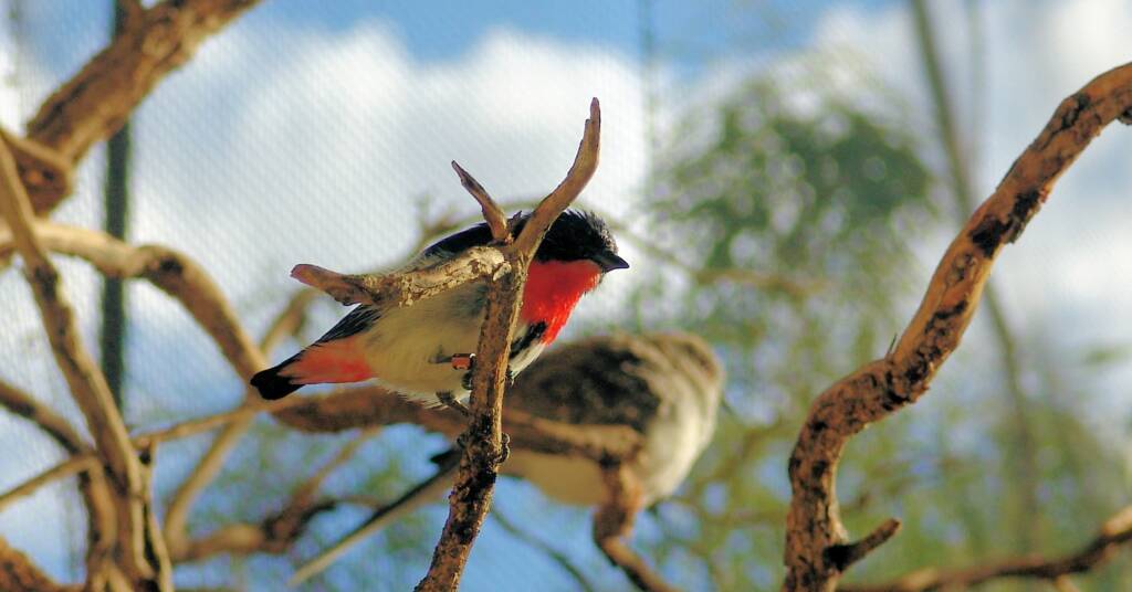 Red-capped Robin (Petroica goodenovii)Scarlet Robin (Petroica boodang), Alice Springs Desert Park