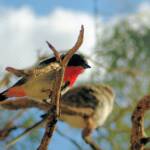Red-capped Robin (Petroica goodenovii)Scarlet Robin (Petroica boodang), Alice Springs Desert Park
