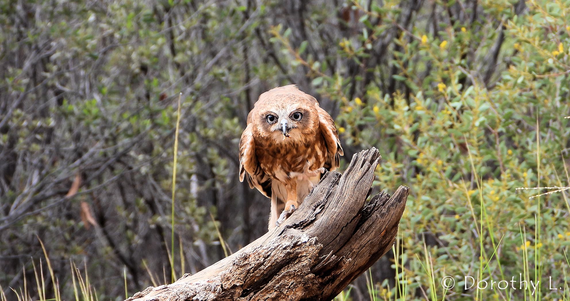 Southern Boobook Owl, Free-flying Birds Show, Alice Springs Desert Park