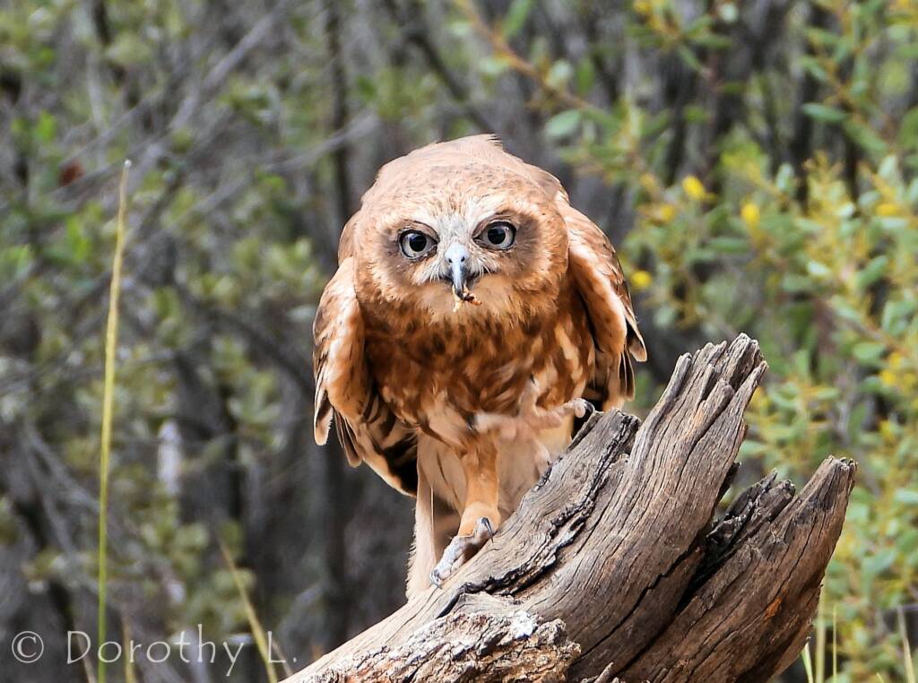 Southern Boobook Owl, Free-flying Birds Show, Alice Springs Desert Park