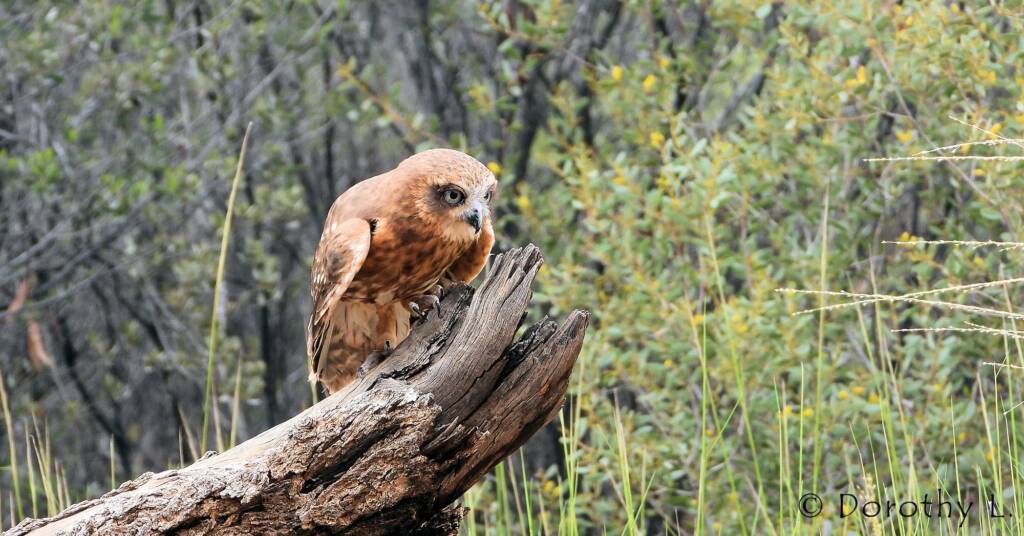Southern Boobook Owl, Free-flying Birds Show, Alice Springs Desert Park