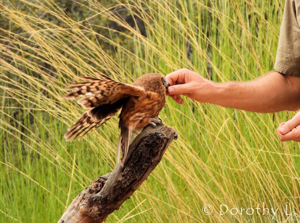 Southern Boobook Owl, Free-flying Birds Show, Alice Springs Desert Park