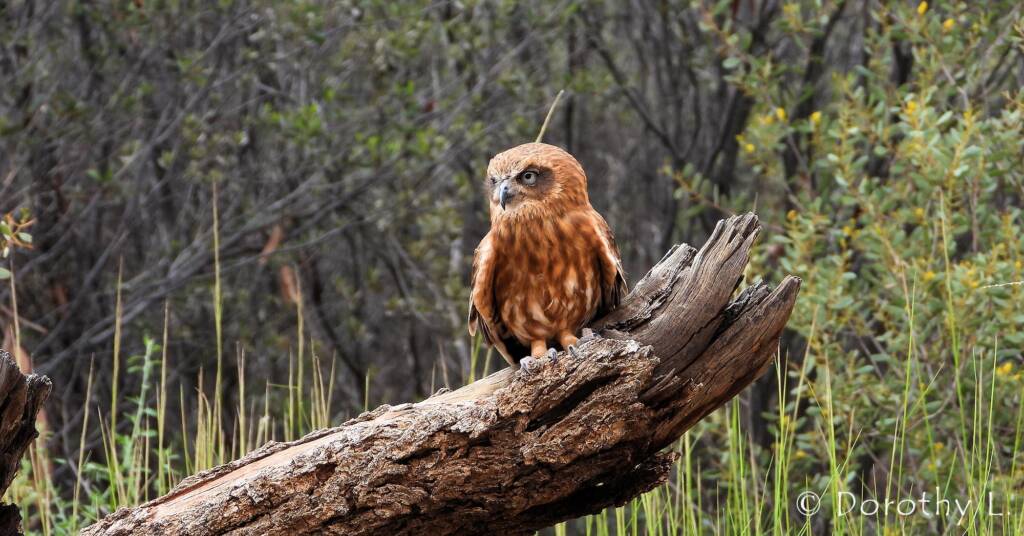 Southern Boobook Owl, Free-flying Birds Show, Alice Springs Desert Park