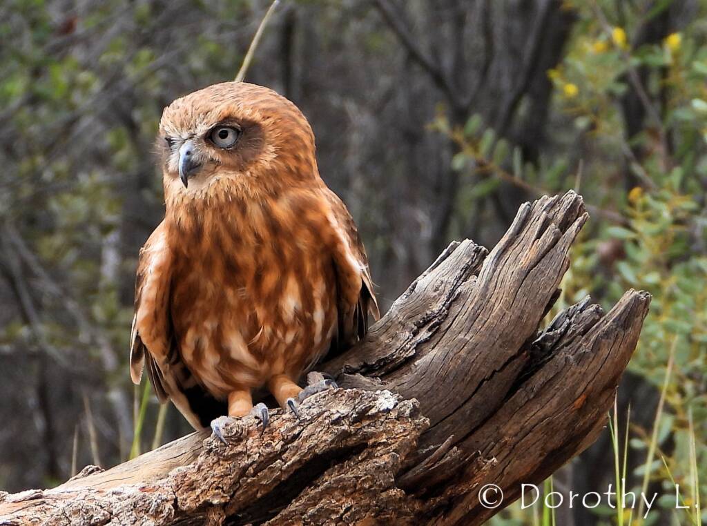 Southern Boobook Owl, Free-flying Birds Show, Alice Springs Desert Park