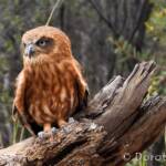 Southern Boobook Owl, Free-flying Birds Show, Alice Springs Desert Park