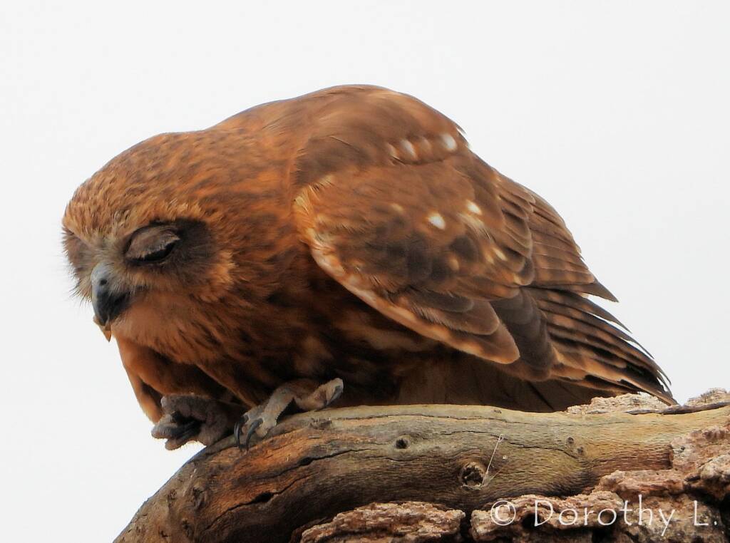 Southern Boobook Owl, Free-flying Birds Show, Alice Springs Desert Park