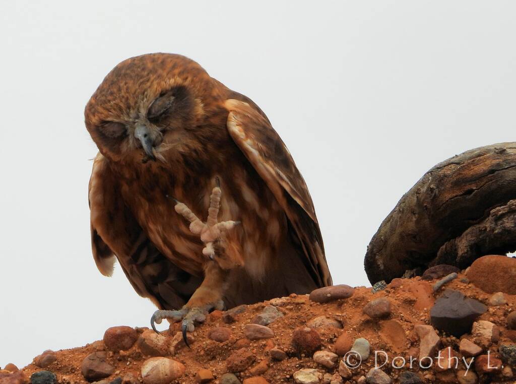 Southern Boobook Owl, Free-flying Birds Show, Alice Springs Desert Park
