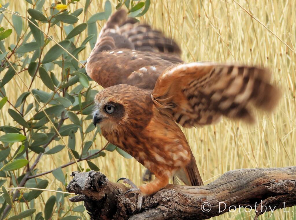 Southern Boobook Owl, Free-flying Birds Show, Alice Springs Desert Park