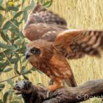 Southern Boobook Owl, Free-flying Birds Show, Alice Springs Desert Park