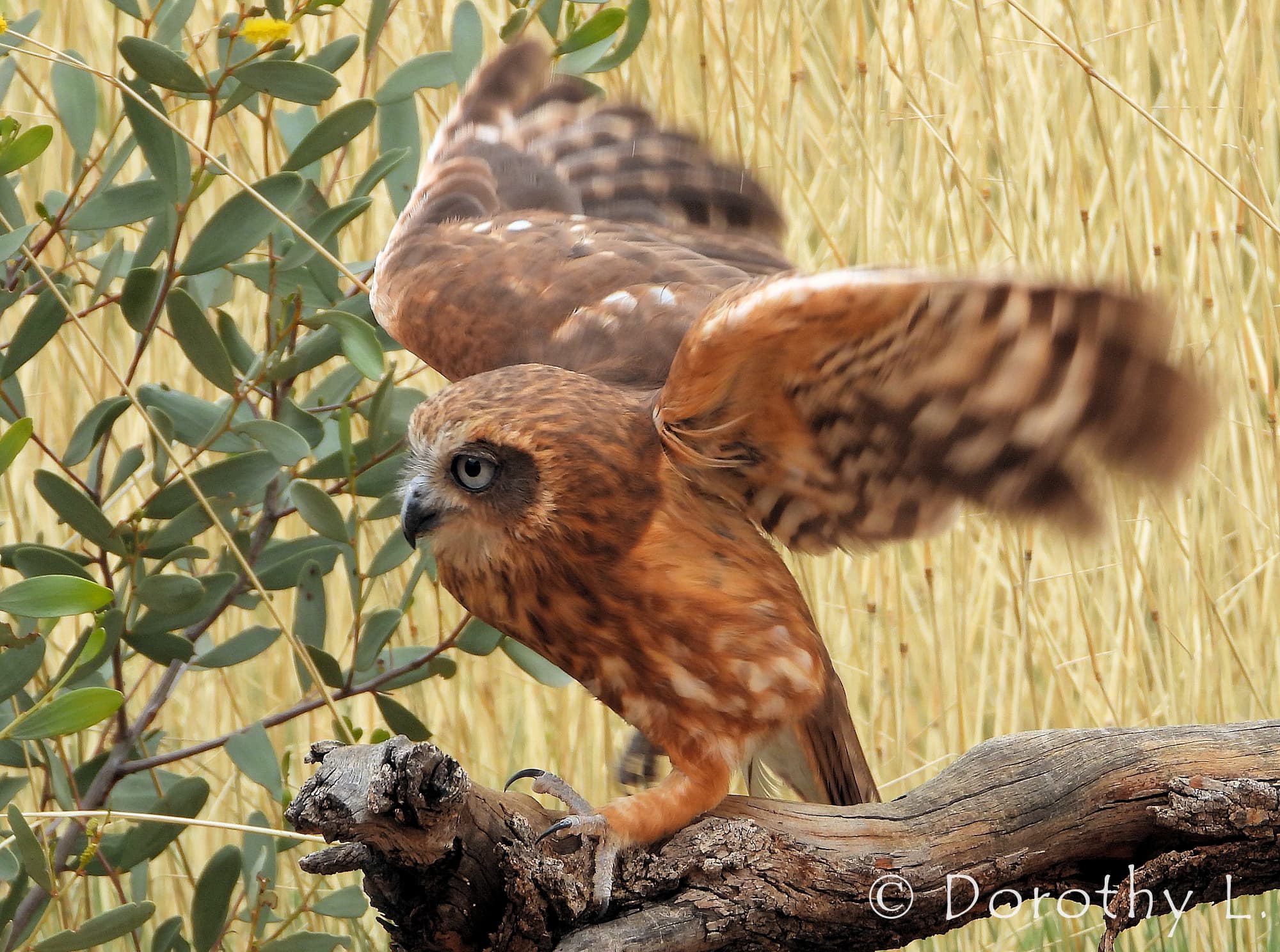 Southern Boobook Owl, Free-flying Birds Show, Alice Springs Desert Park