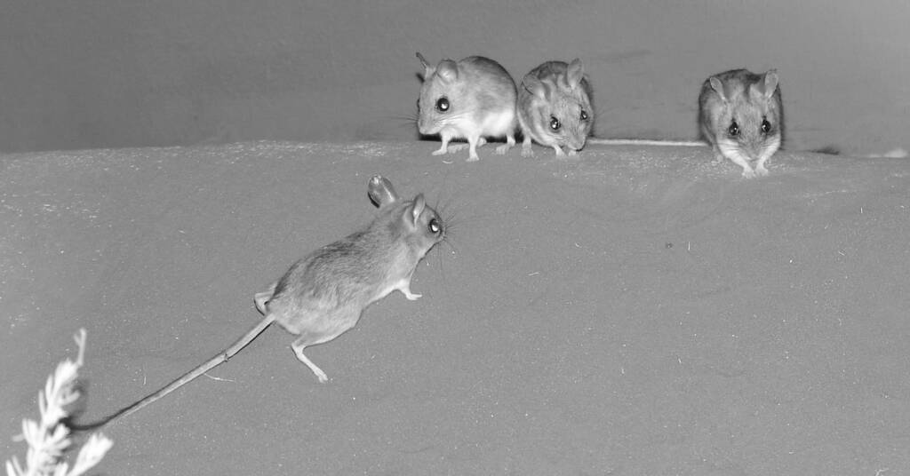 Spinifex Hopping Mouse (Notomys alexis), Alice Springs Desert Park