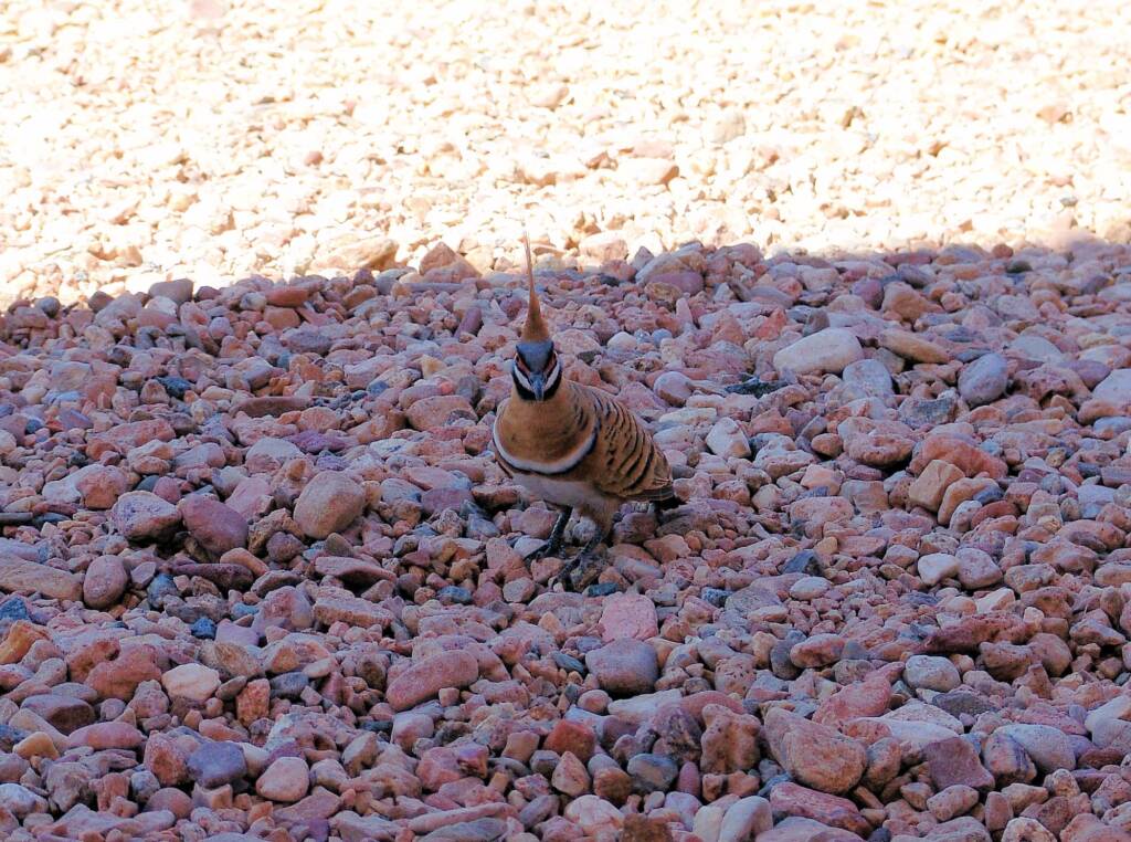 Spinifex Pigeon (Geophaps plumifera), Alice Springs Desert Park
