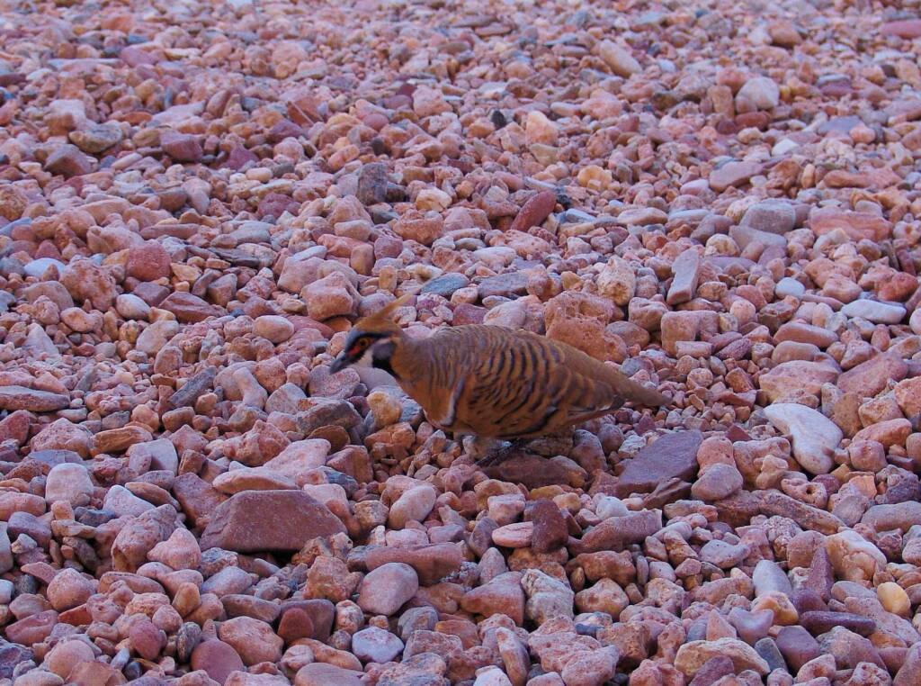 Spinifex Pigeon (Geophaps plumifera), Alice Springs Desert Park