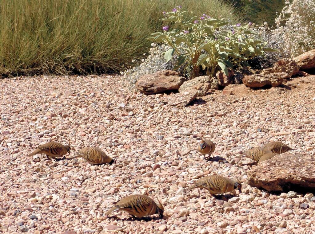 Spinifex Pigeons (Geophaps plumifera), Alice Springs Desert Park