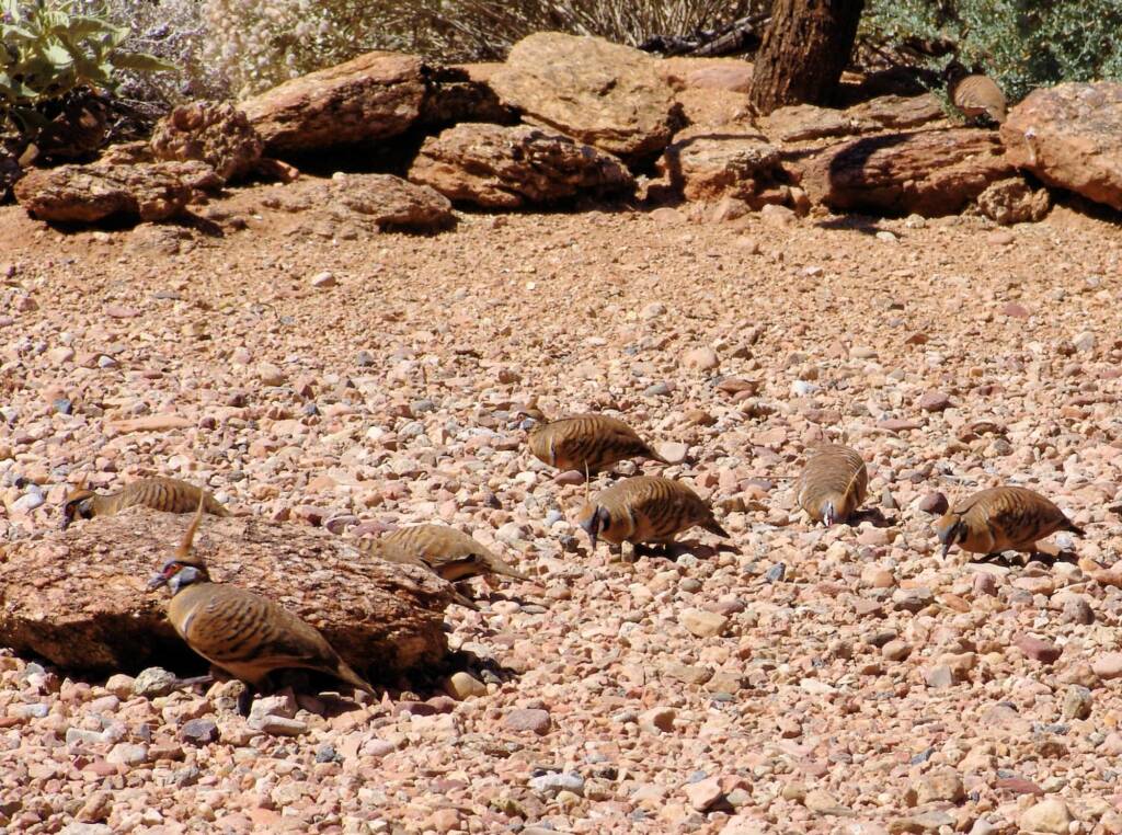Spinifex Pigeons (Geophaps plumifera), Alice Springs Desert Park
