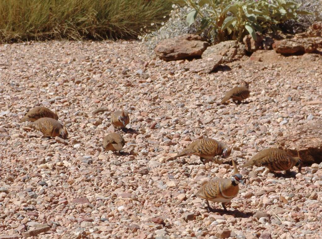 Spinifex Pigeons (Geophaps plumifera), Alice Springs Desert Park
