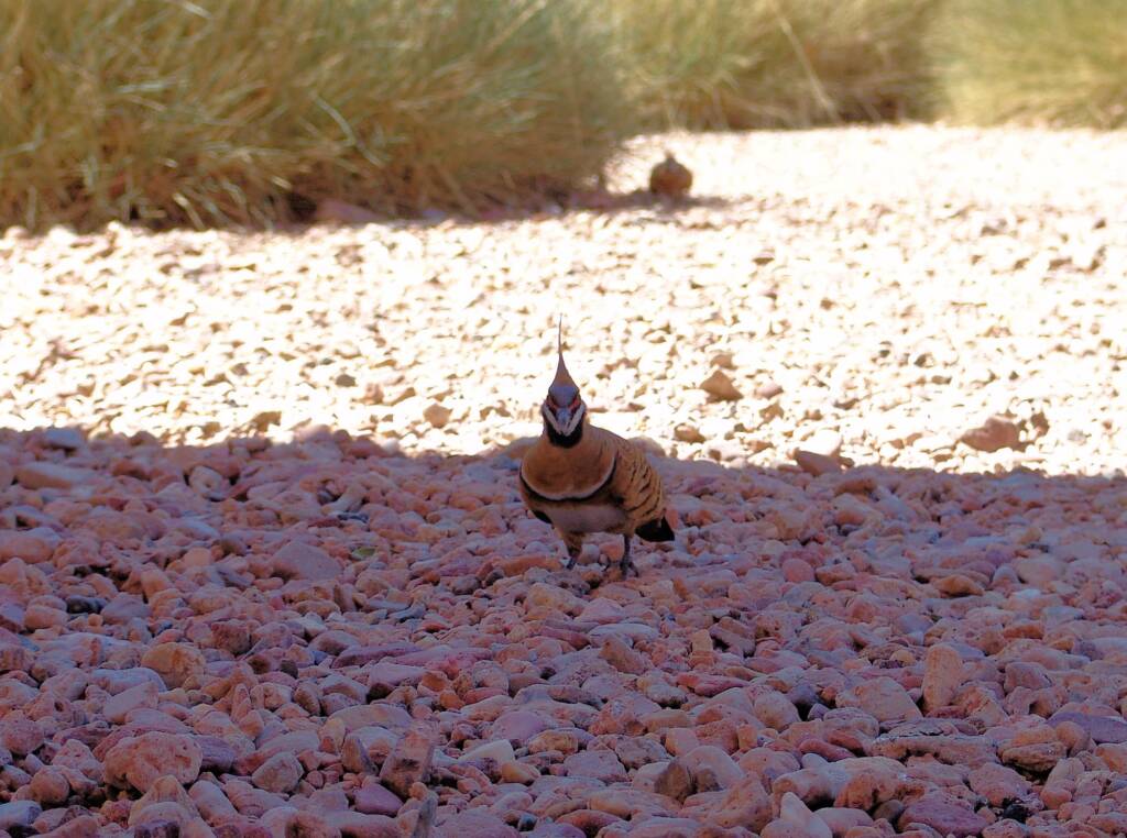 Spinifex Pigeon (Geophaps plumifera), Alice Springs Desert Park