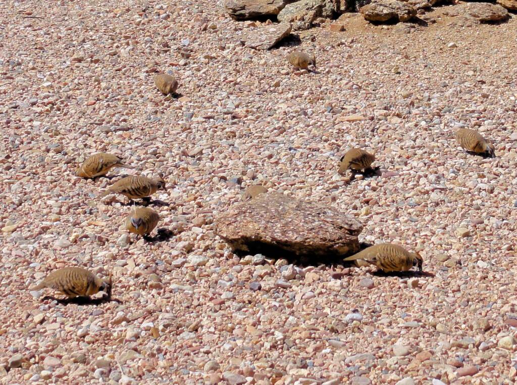 Spinifex Pigeons (Geophaps plumifera), Alice Springs Desert Park