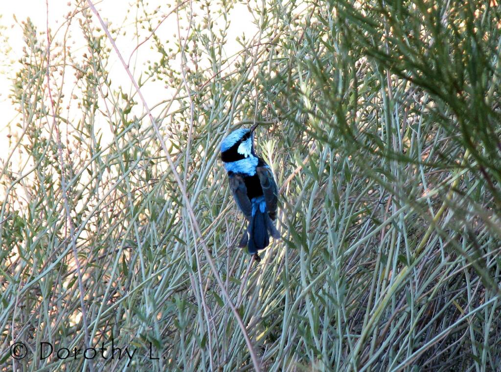 Splendid Fairy-wren (Malurus splendens)