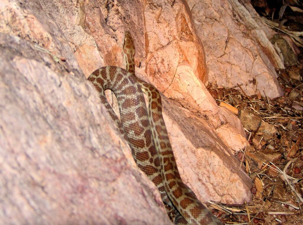 Stimson's Python (Antaresia stimsoni), Simpsons Gap